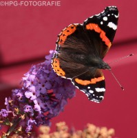 /album/fotogalerij-dieren/prachtige-kleuren-jpg/